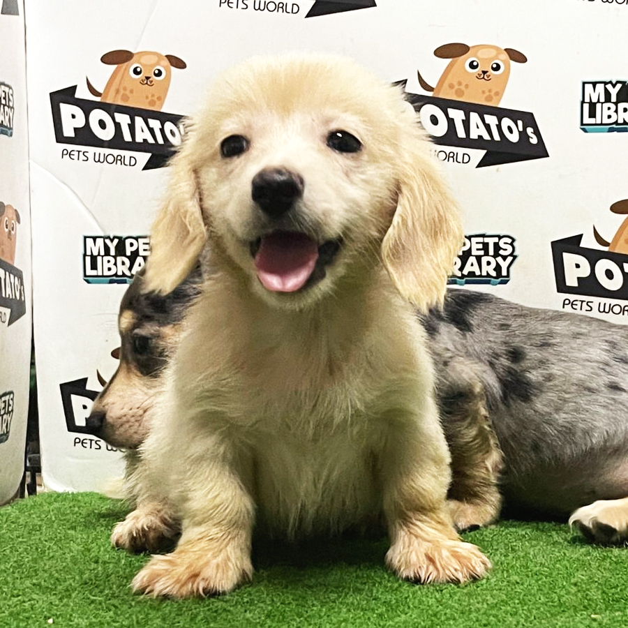 Dachshund Puppy (Female) For Sale