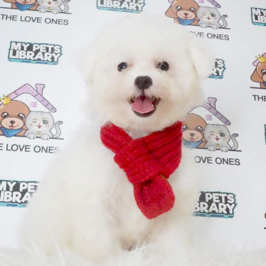 Bichon Frise Puppy (Female) For Sale