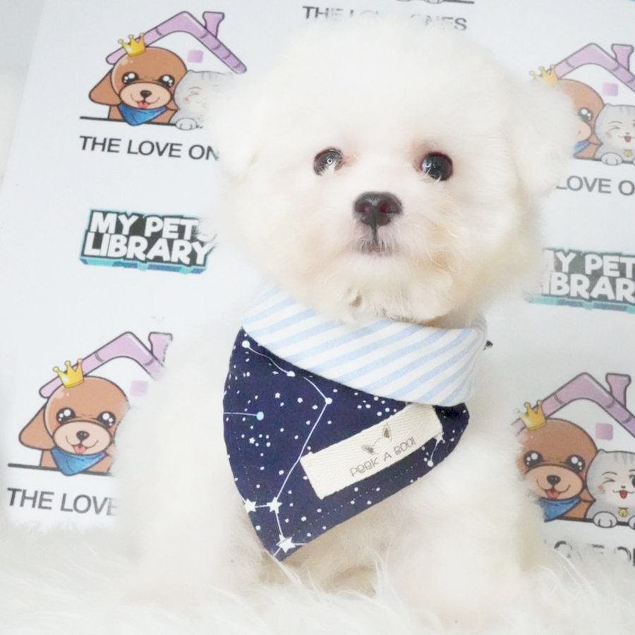 Bichon Frise Puppy (Male) For Sale