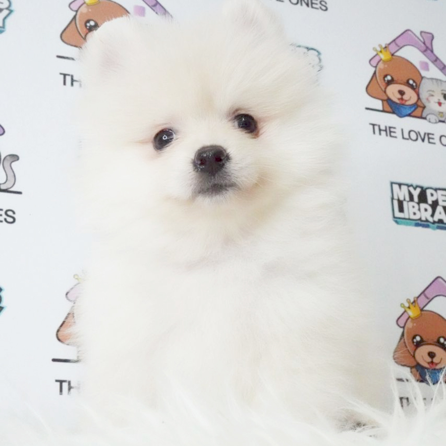 Pomeranian Puppy (Female) For Sale