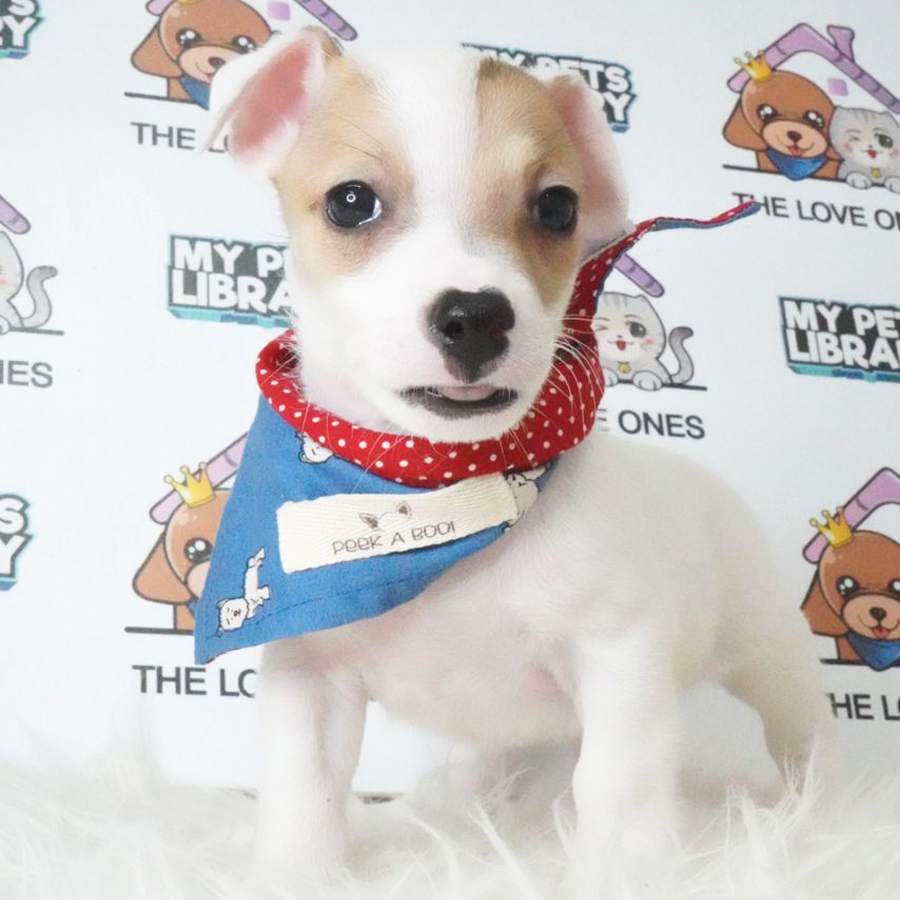 Jack Russell Terrier Puppy (Male) For Sale