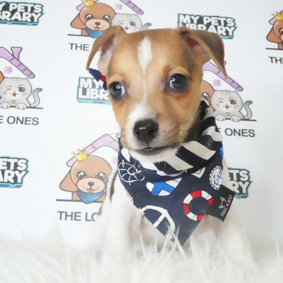 Jack Russell Terrier Puppy (Male) For Sale
