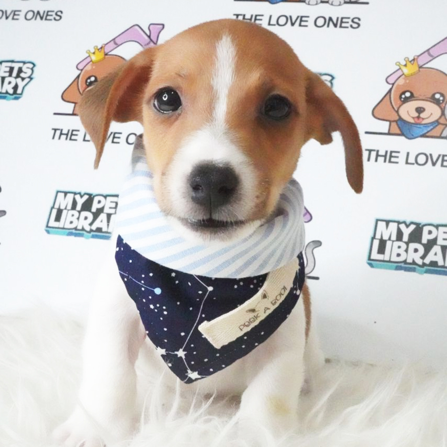 Jack Russell Terrier Puppy (Male) For Sale