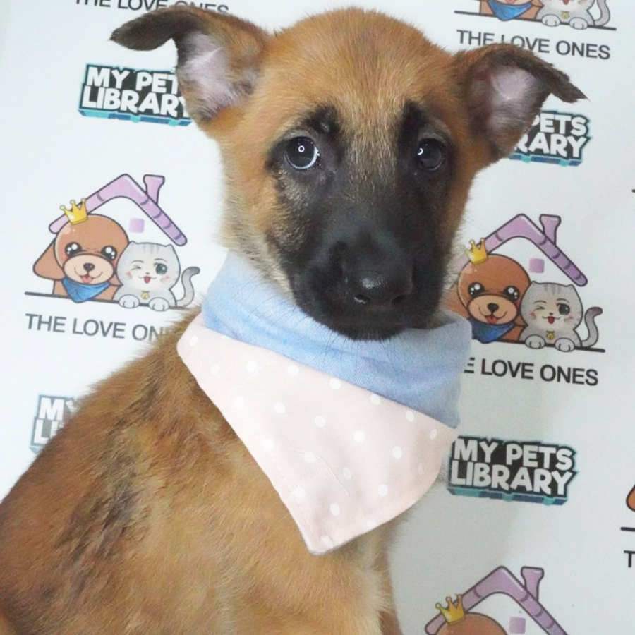 Belgium Shepherd Puppy (Female) For Sale