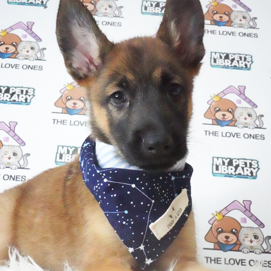 Belgium Shepherd Puppy (Male) For Sale