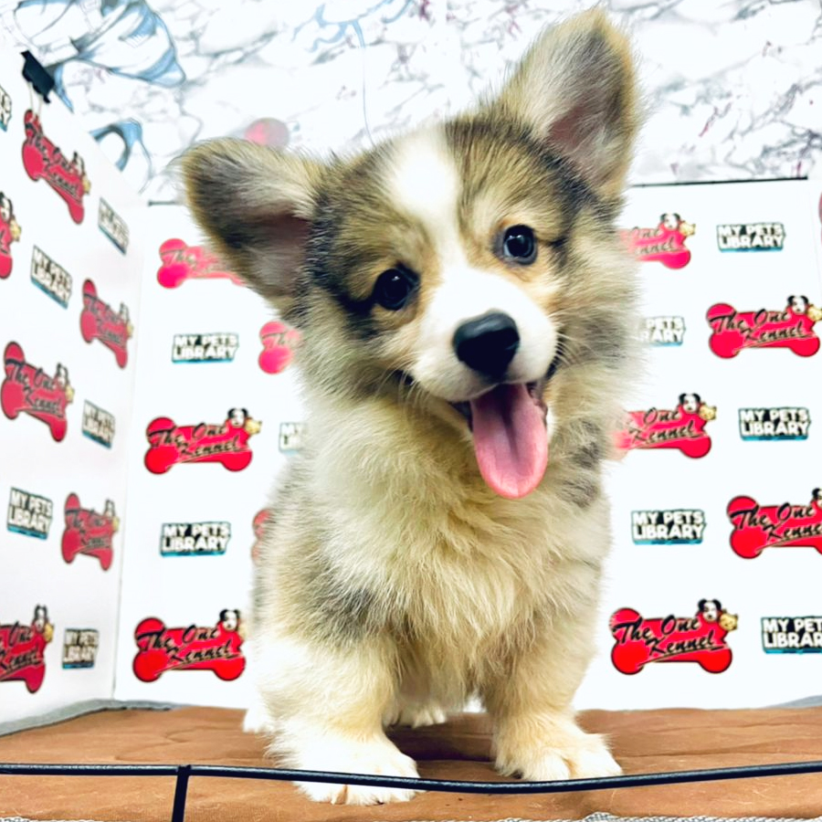 MKA Welsh Corgi Puppy (Male) For Sale