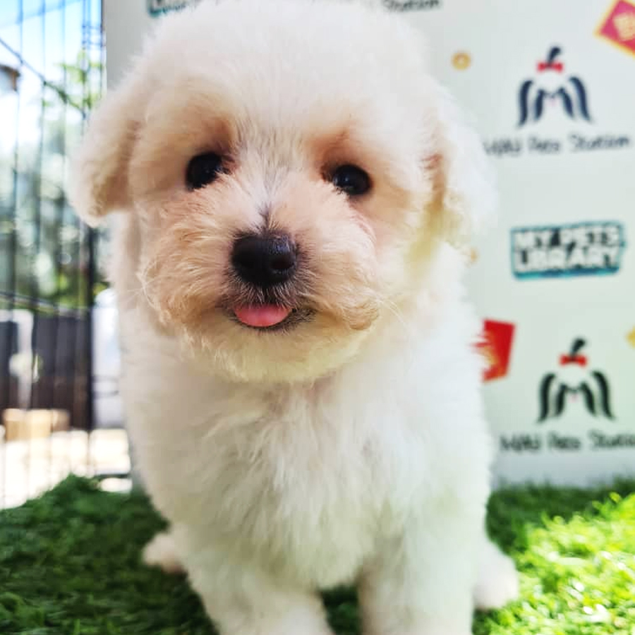 Maltipoo Puppy (Female) For Sale