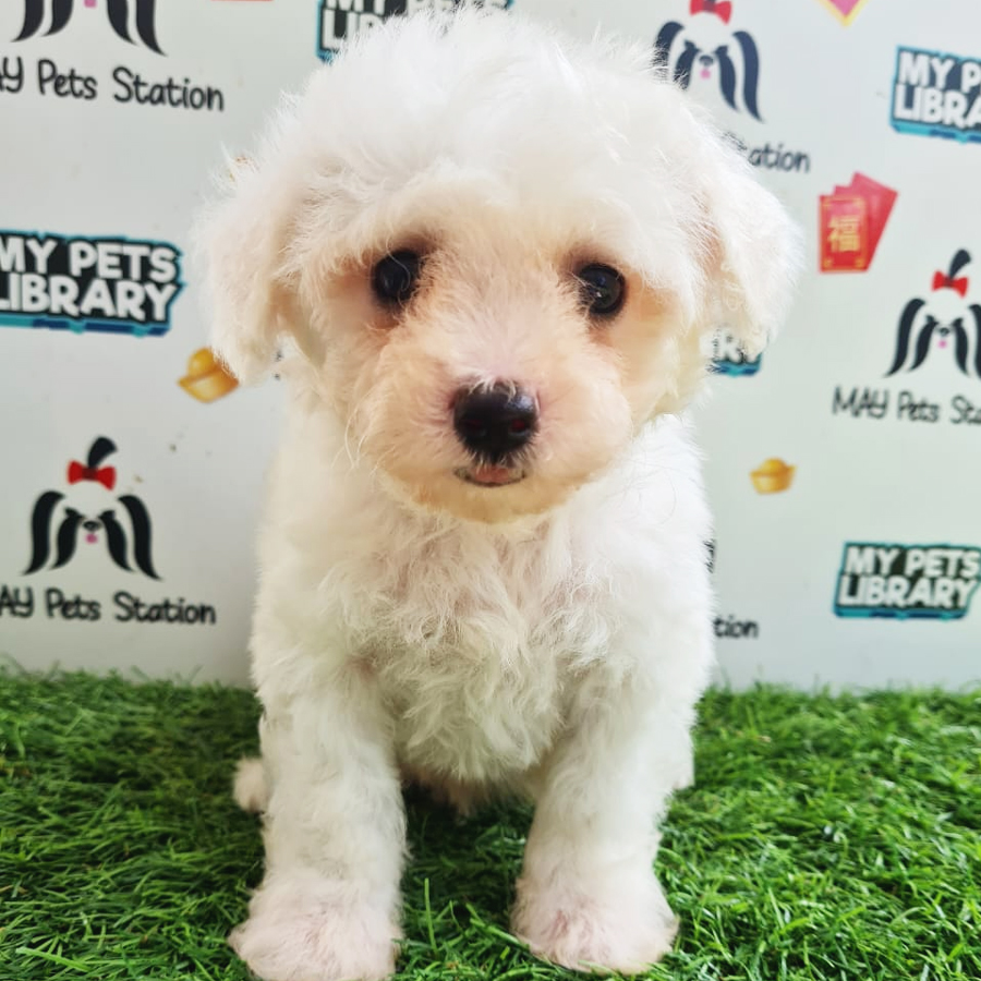 Bichon Frise Puppy (Male) For Sale