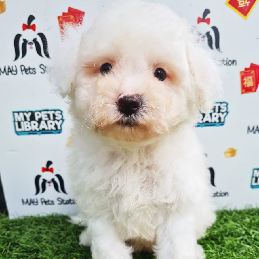 Bichon Frise Puppy (Male) For Sale