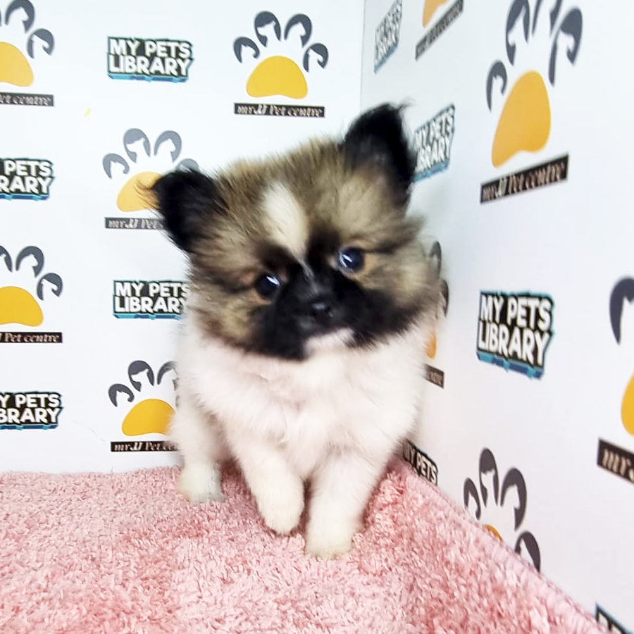 Pomeranian Puppy (Female) For Sale