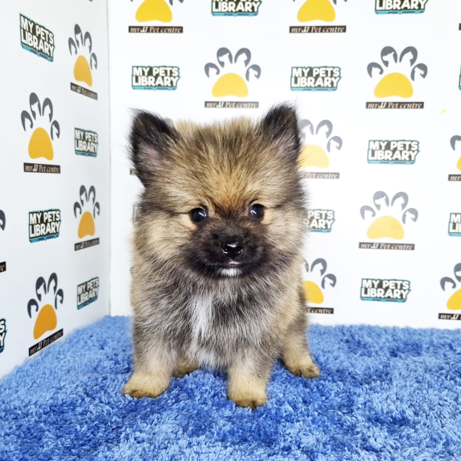 Pomeranian Puppy (Male) For Sale