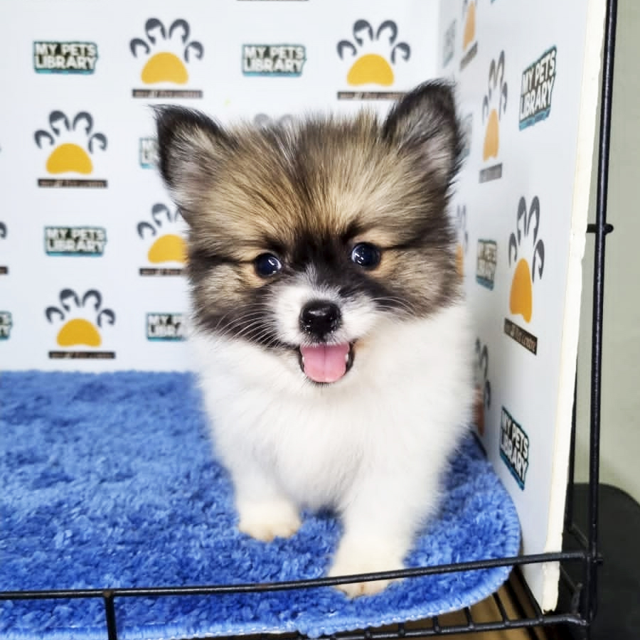 Pomeranian Puppy (Male) For Sale