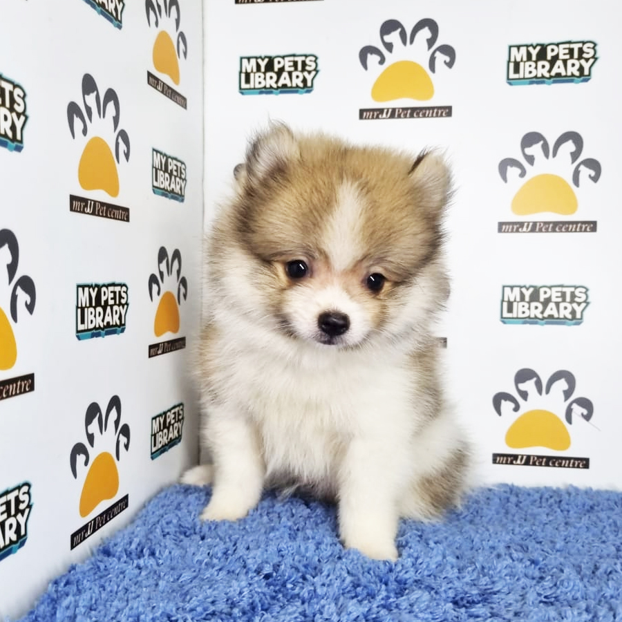 Pomeranian Puppy (Male) For Sale