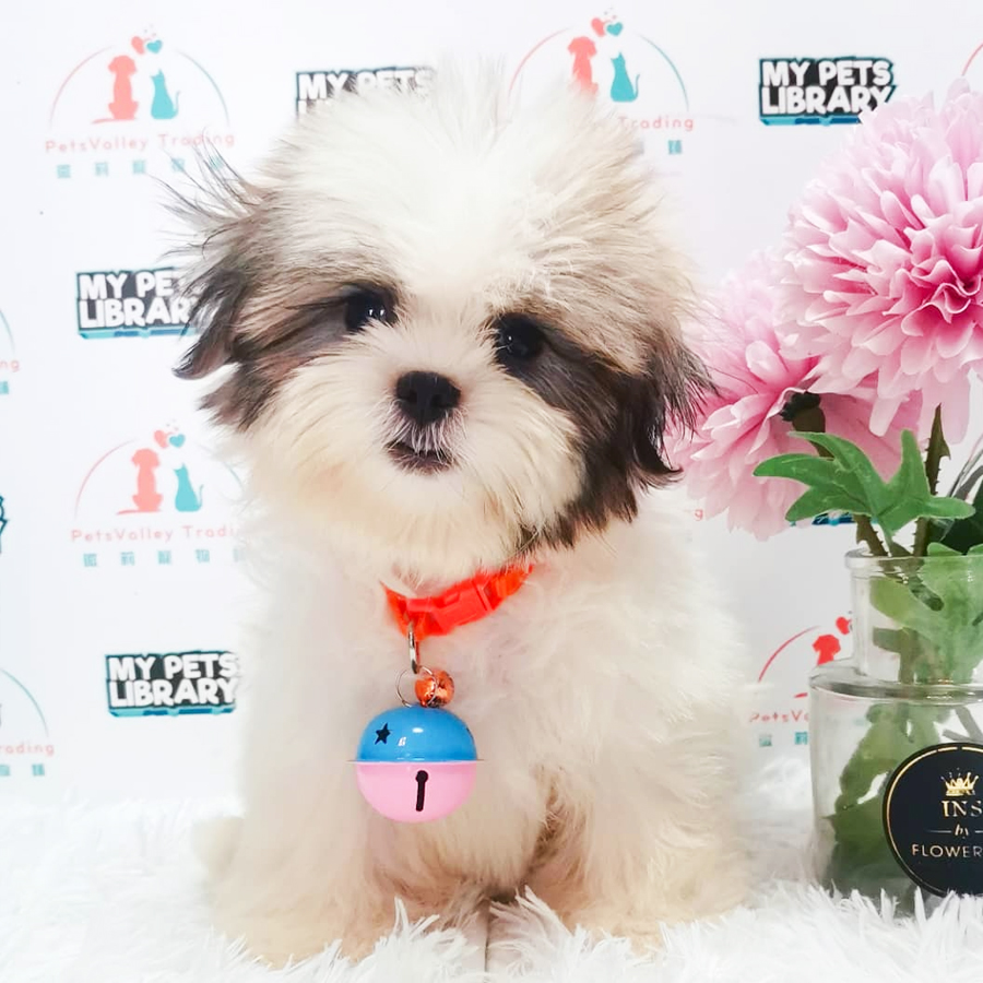 Shih Tzu Puppy (Male) For Sale