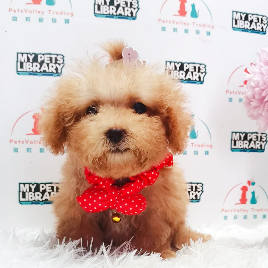 Maltipoo Puppy (Male) For Sale