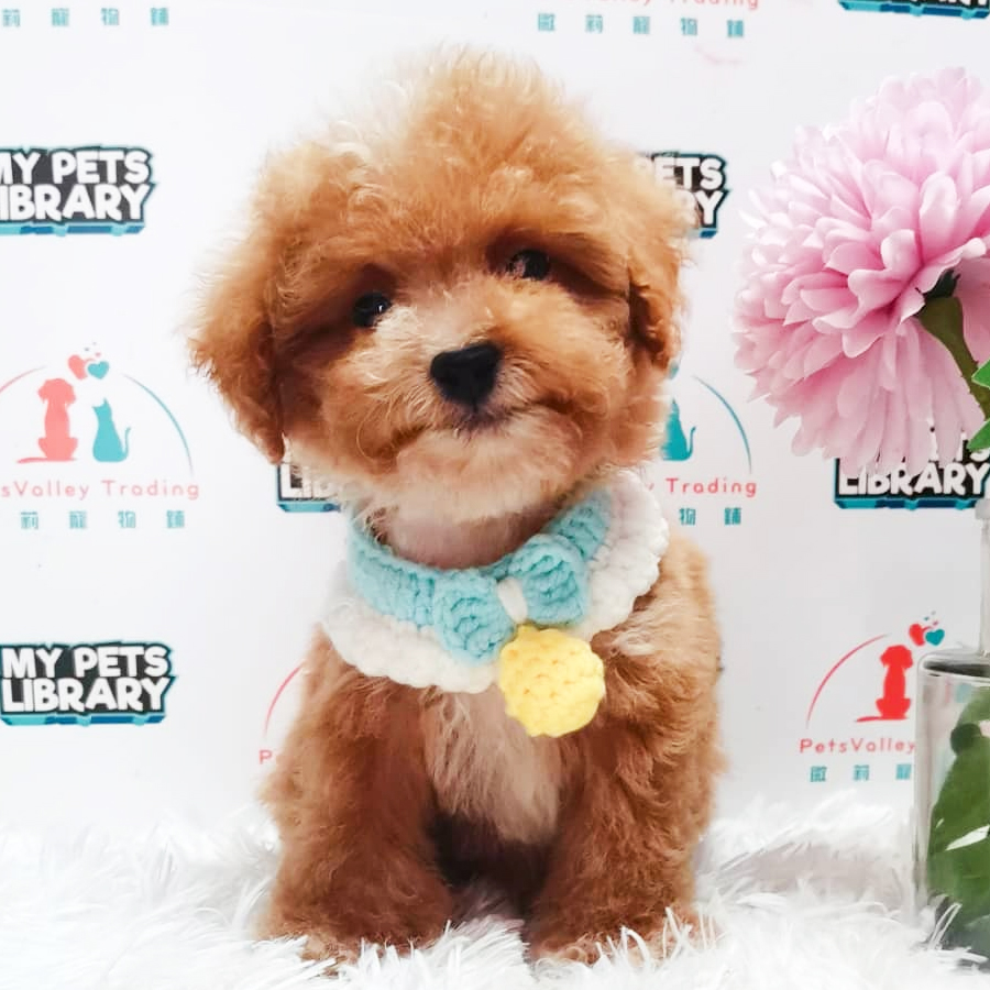 Tiny Poodle Puppy (Male) For Sale