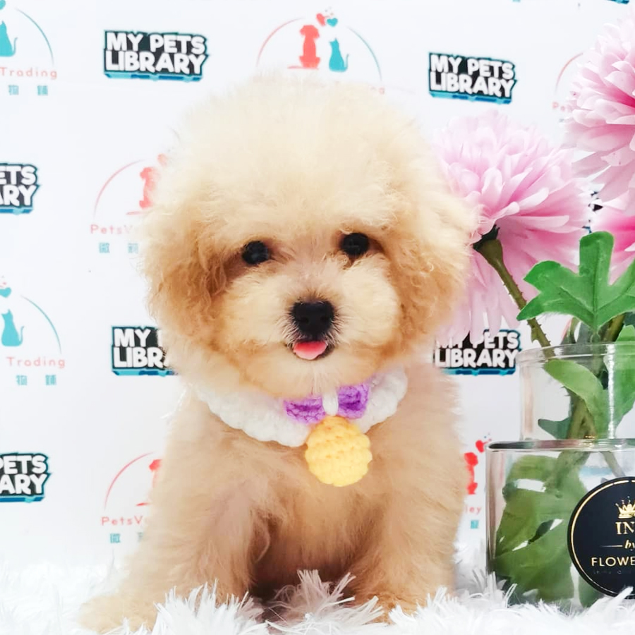 Tiny Poodle Puppy (Female) For Sale