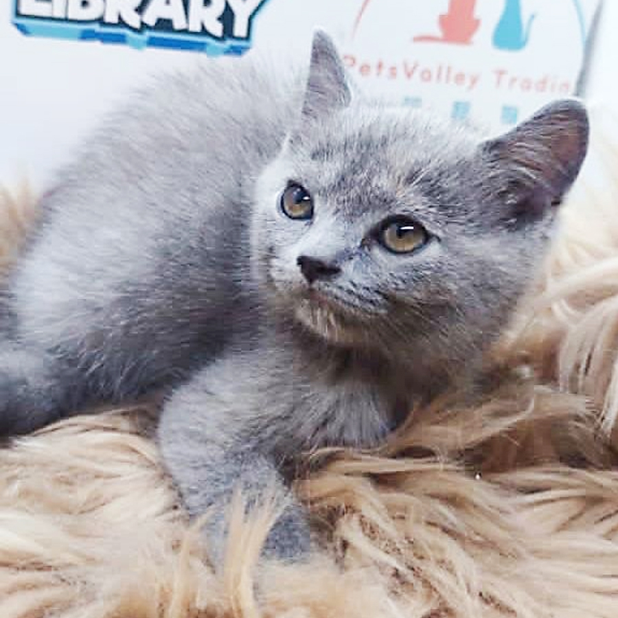 British Shorthair Kitten (Female) For Sale
