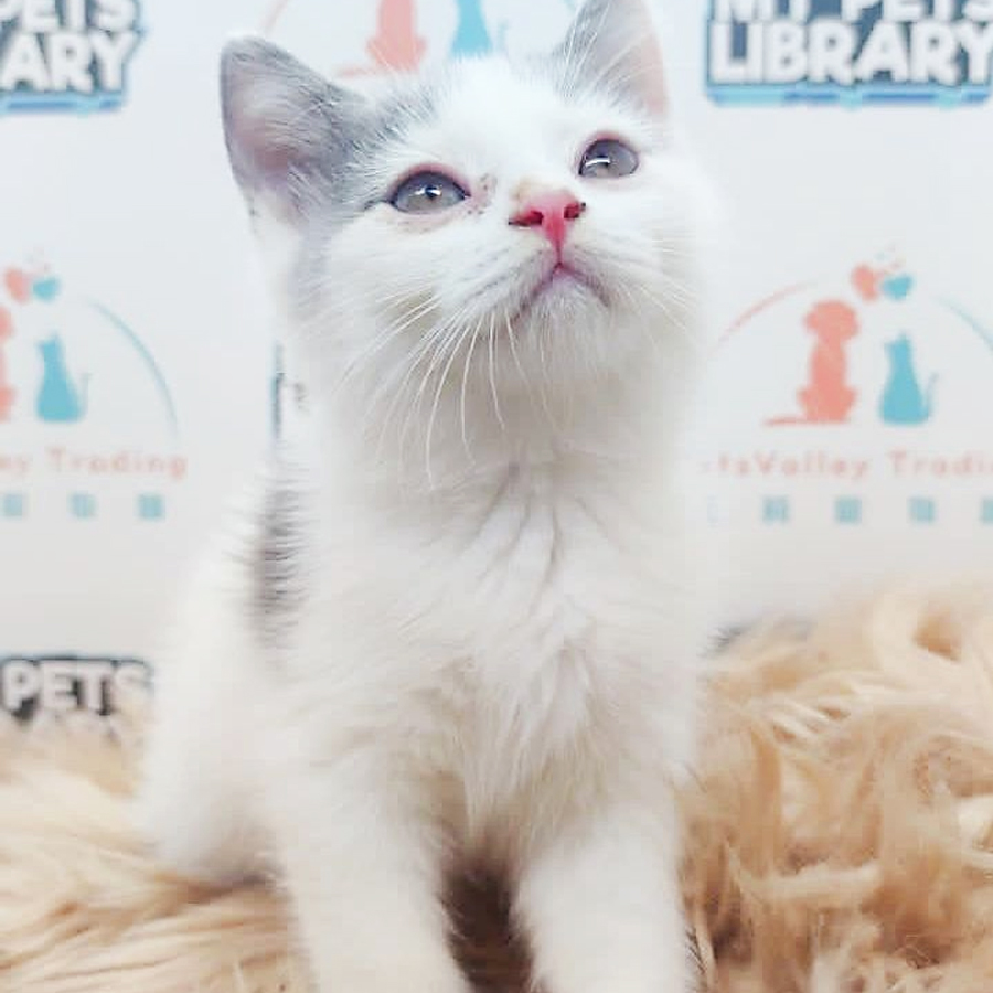 British Shorthair Kitten (Male) For Sale
