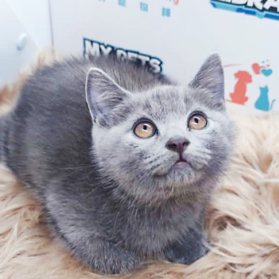 British Shorthair Kitten (Male) For Sale