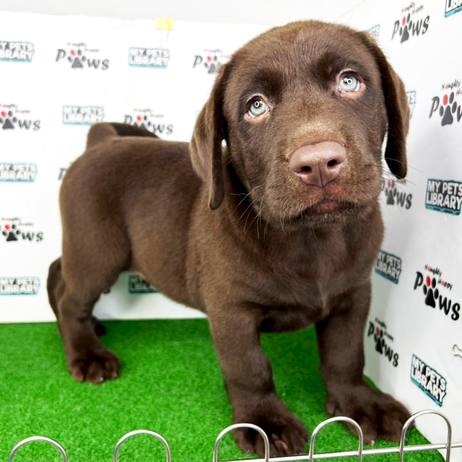 Labrador Retriever Puppy (Male) For Sale