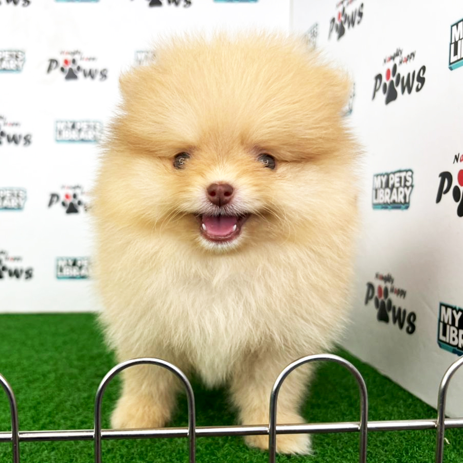 Pomeranian Puppy (Female) For Sale