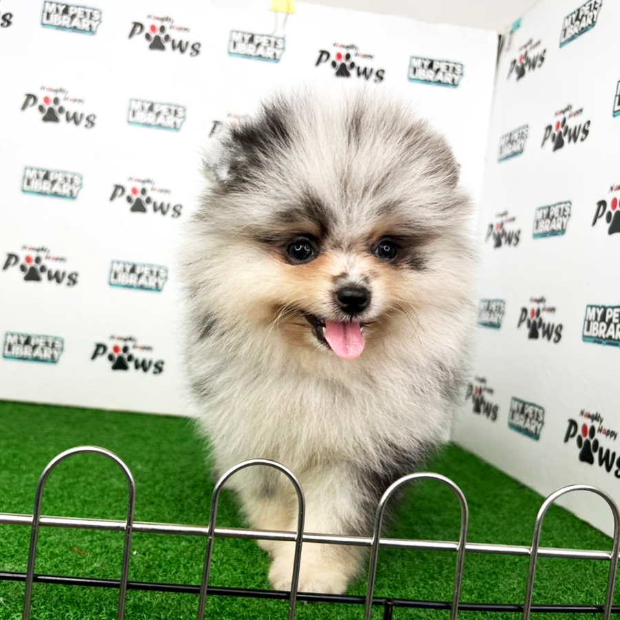 Pomeranian Puppy (Female) For Sale