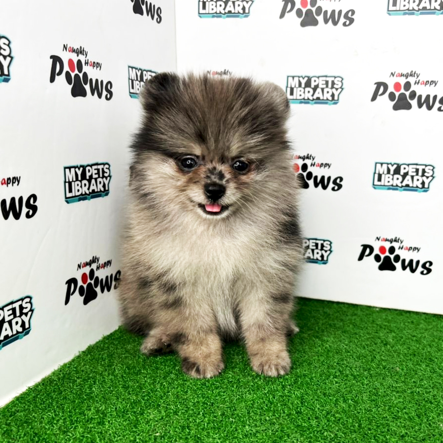 Pomeranian Puppy (Female) For Sale