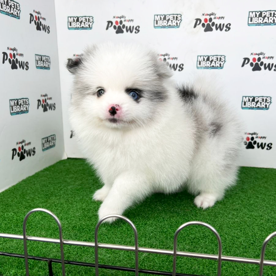 Pomeranian Puppy (Male) For Sale