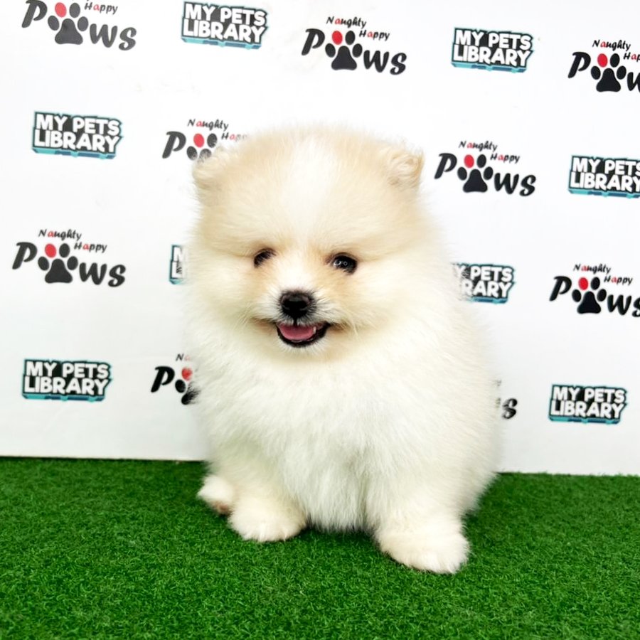 Pomeranian Puppy (Male) For Sale