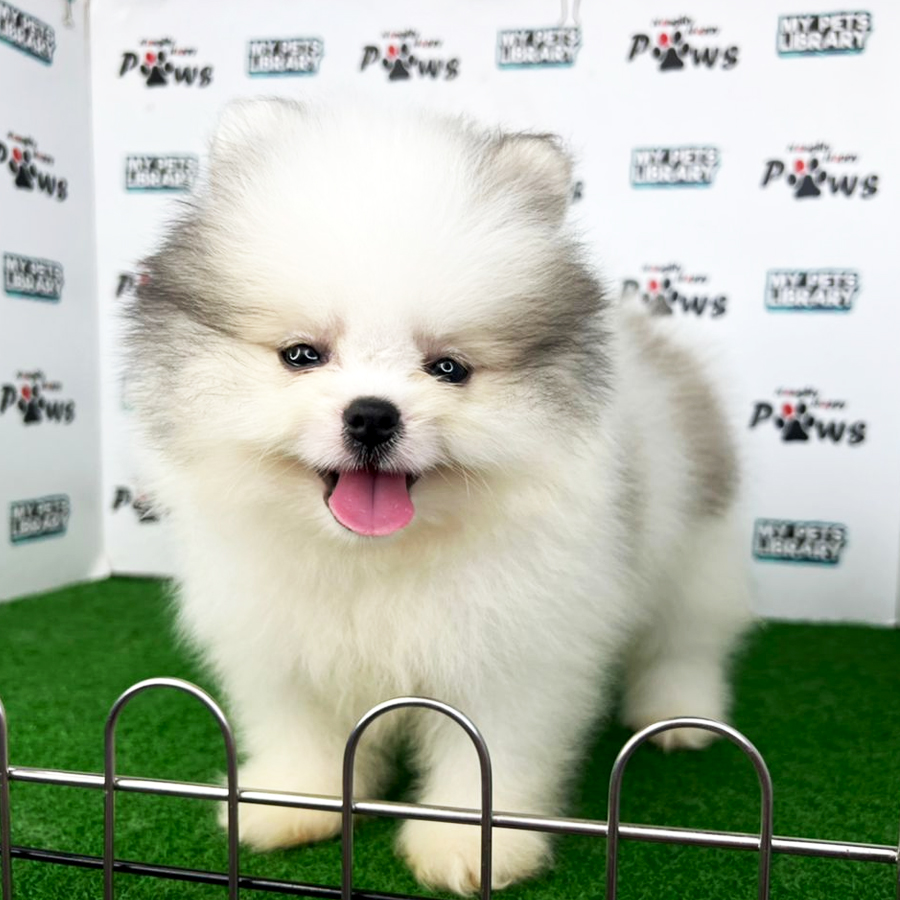 Pomeranian Puppy (Male) For Sale