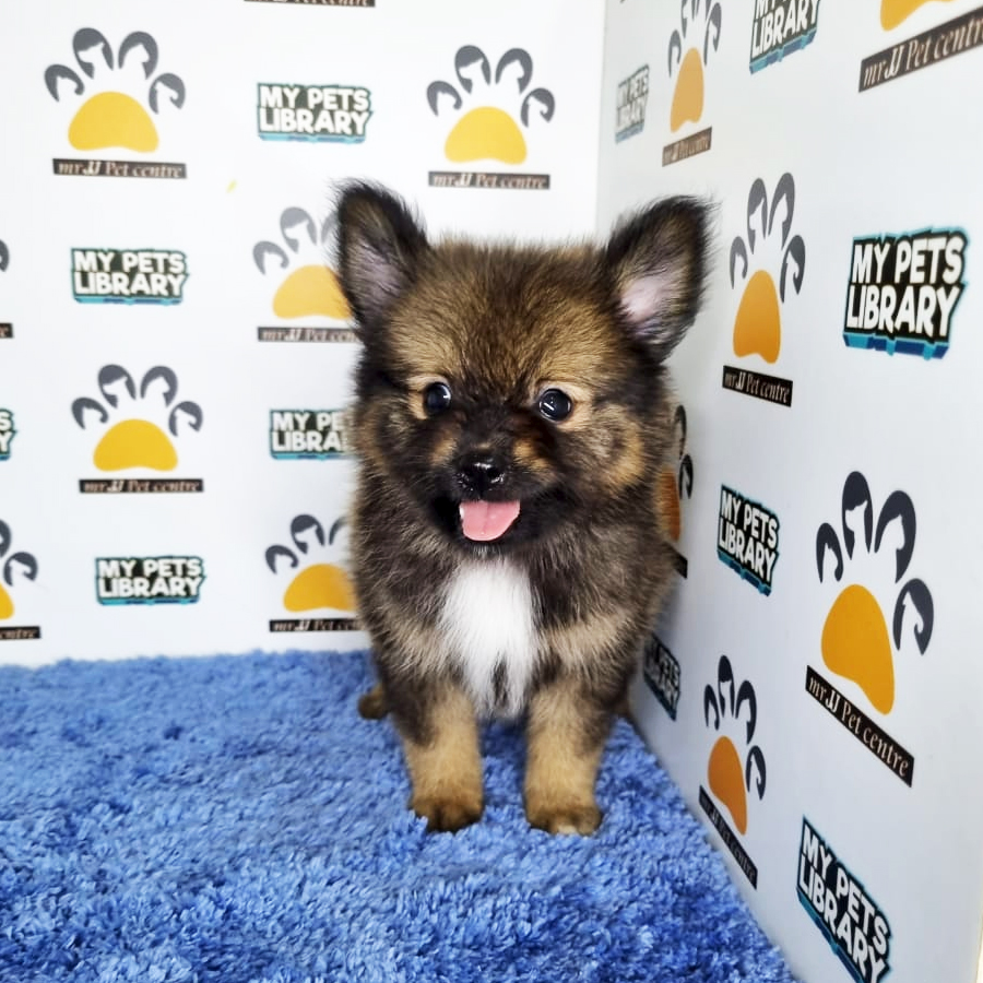 Pomeranian Puppy (Male) For Sale