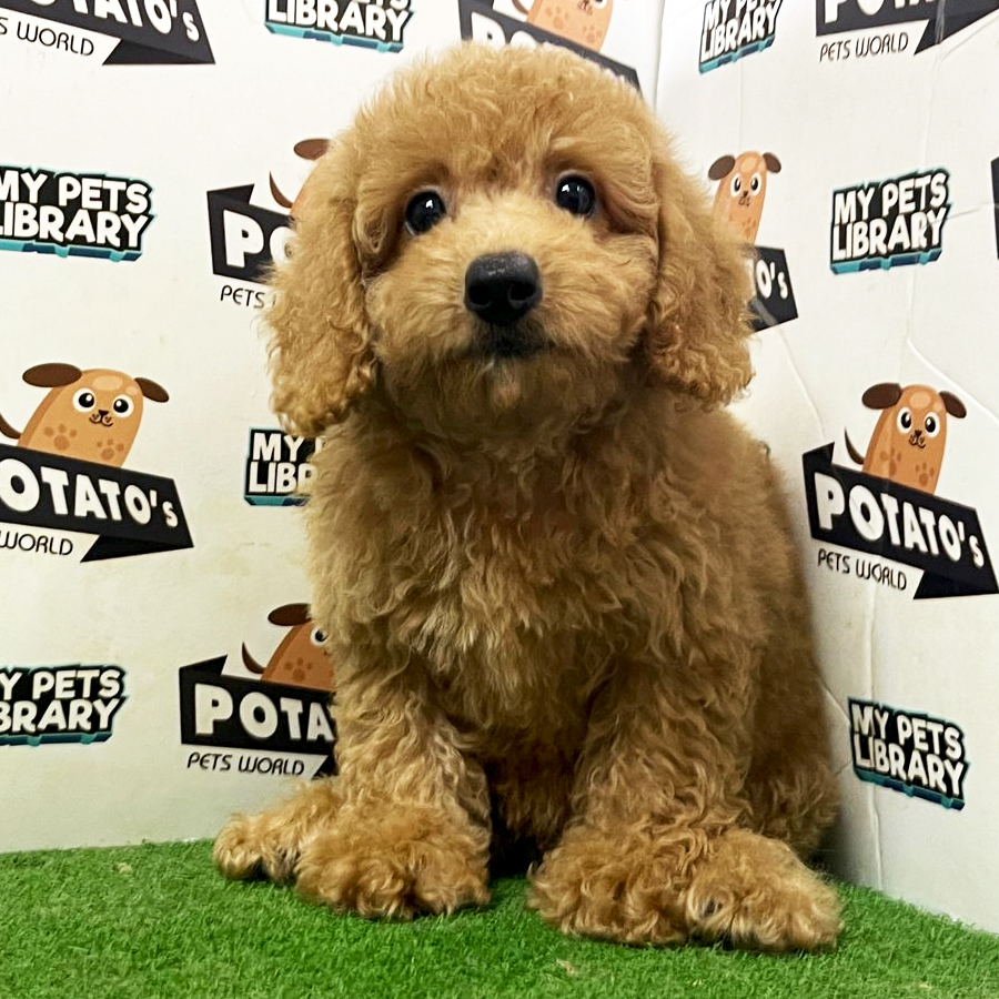 Toy Poodle Puppy (Female) For Sale