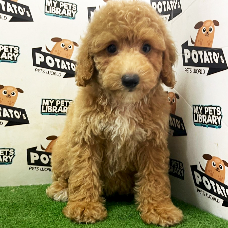 Toy Poodle Puppy (Female) For Sale