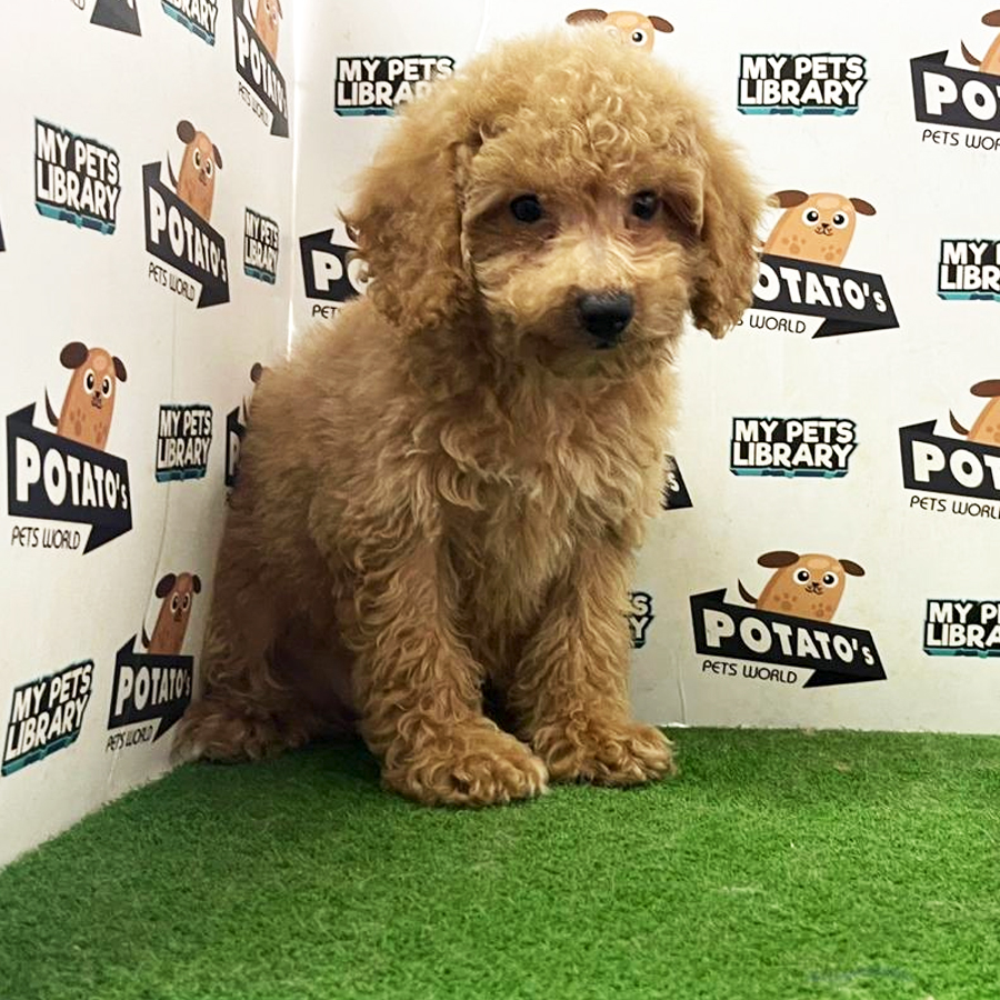 Toy Poodle Puppy (Female) For Sale