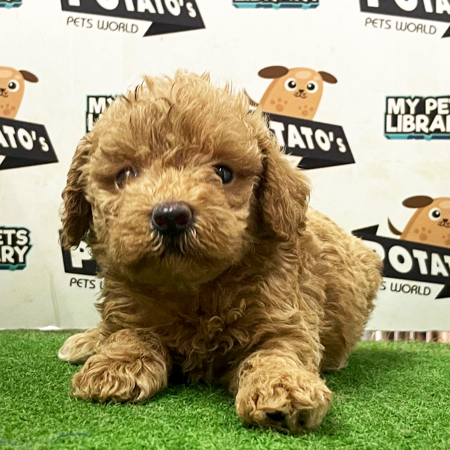 Toy Poodle Puppy (Male) For Sale