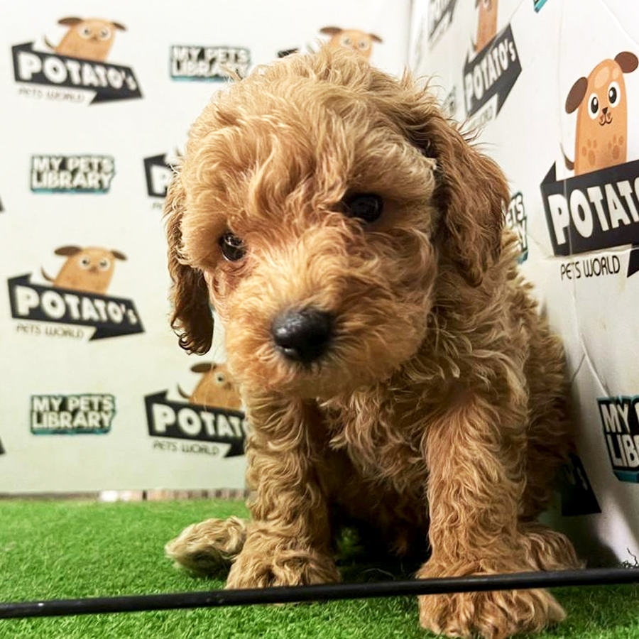 Toy Poodle Puppy (Male) For Sale