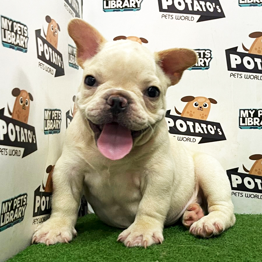 French Bulldog Puppy (Male) For Sale