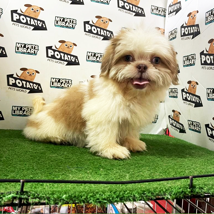 Shih Tzu Puppy (Female) For Sale