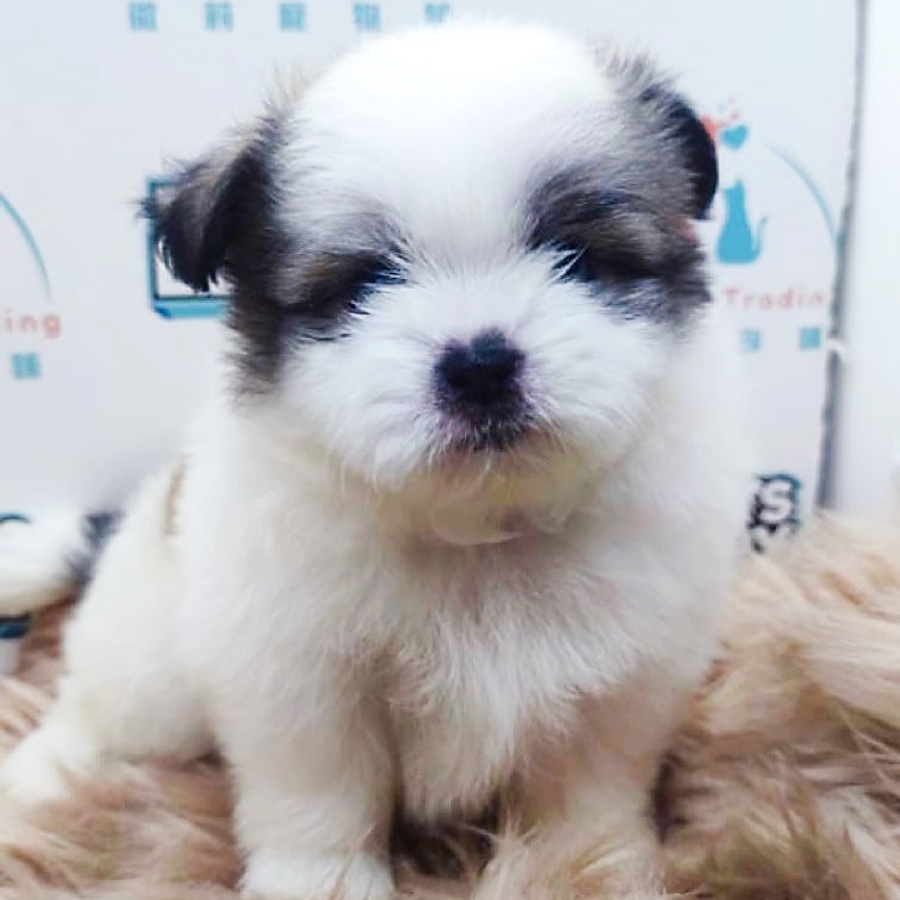 Shih Tzu Puppy (Male) For Sale