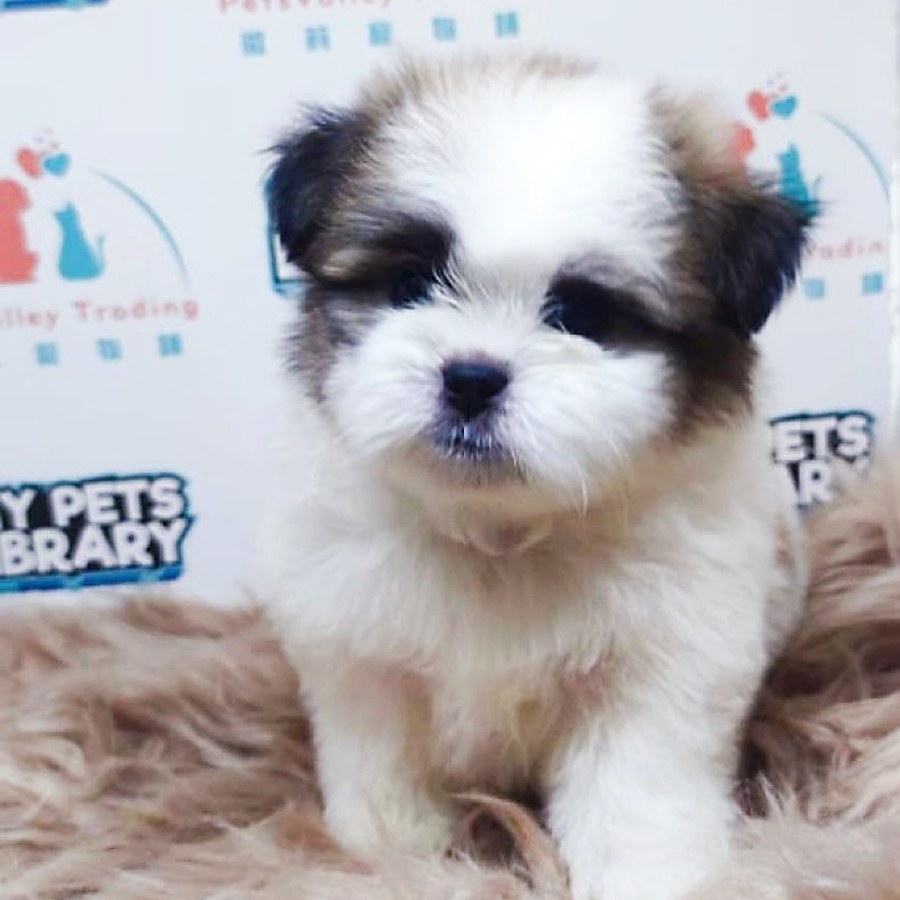 Shih Tzu Puppy (Female) For Sale