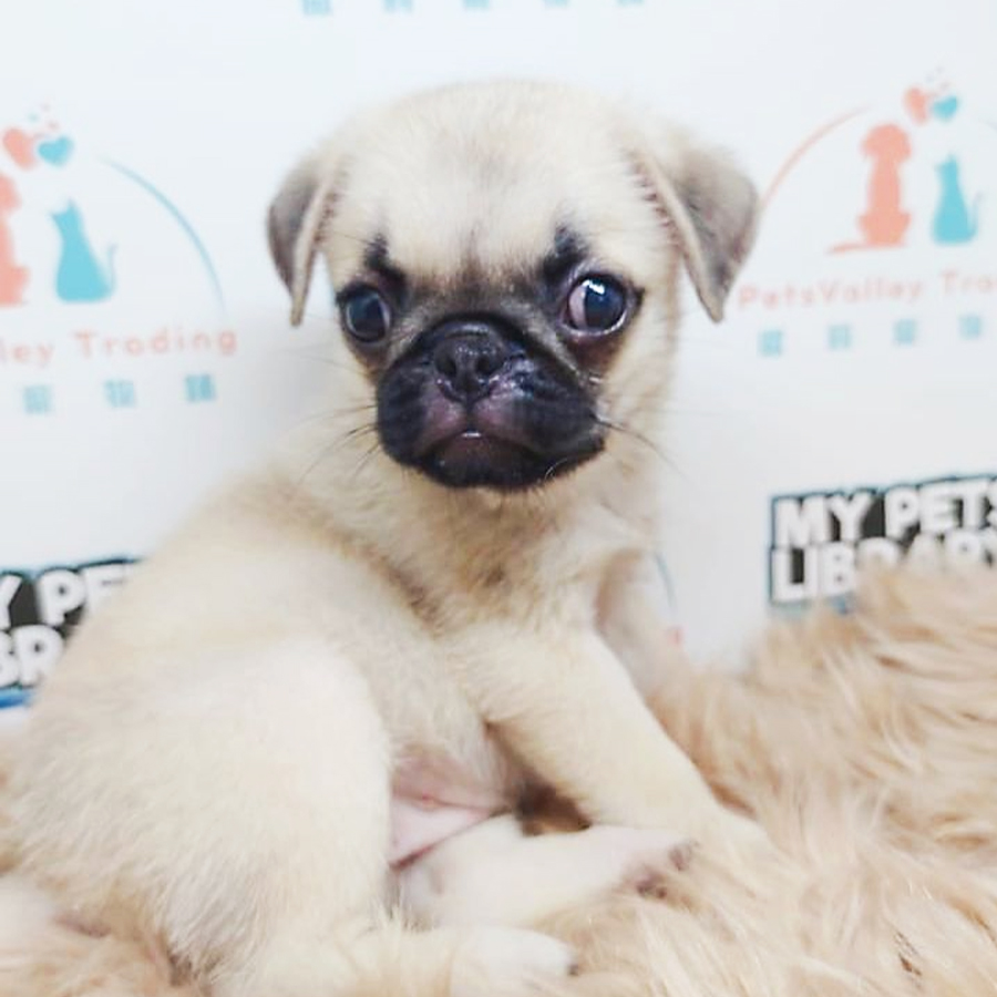 Pug Puppy (Female) For Sale