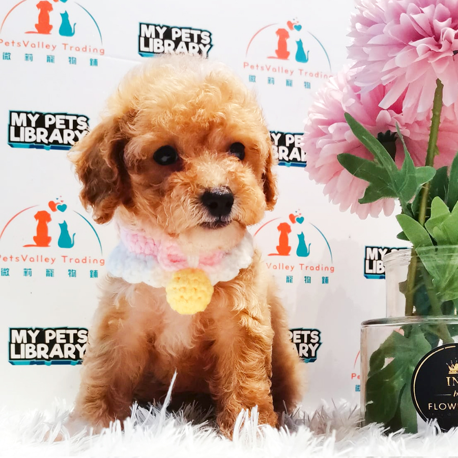 Toy Poodle Puppy (Female) For Sale