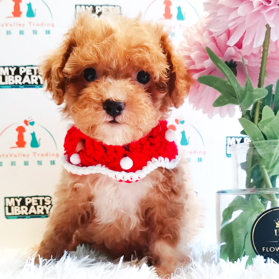 Toy Poodle Puppy (Male) For Sale