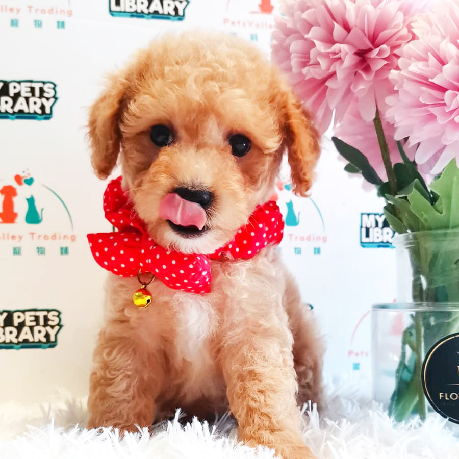 Toy Poodle Puppy (Male) For Sale