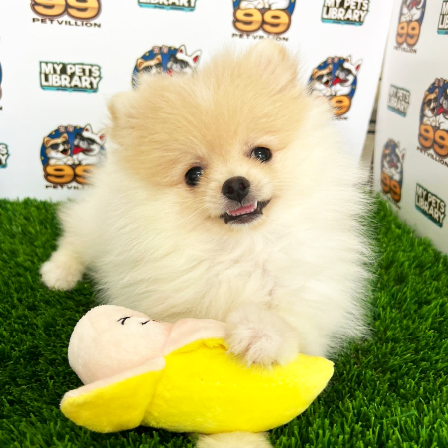 Pomeranian Puppy (Female) For Sale