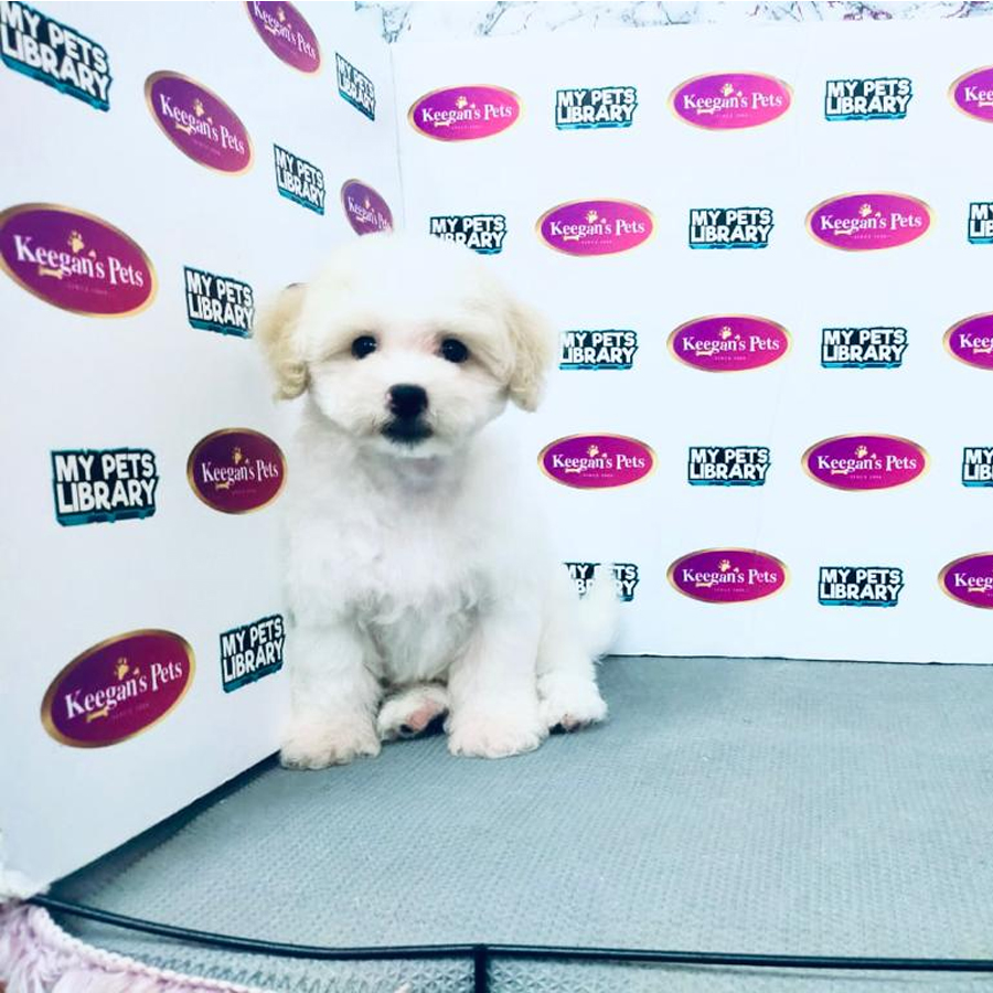 Toy Poodle Puppy (Male) For Sale