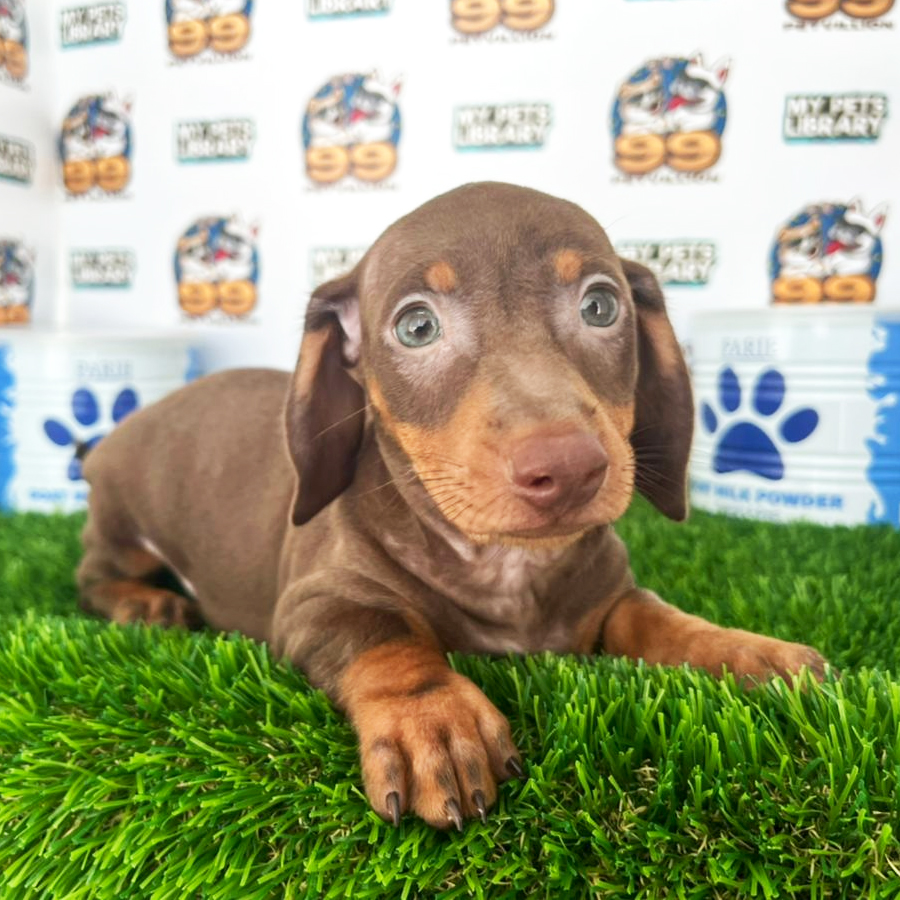 Mini Dachshund Puppy (Female) For Sale