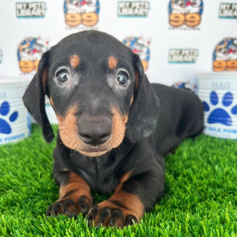 Mini Dachshund Puppy (Male) For Sale