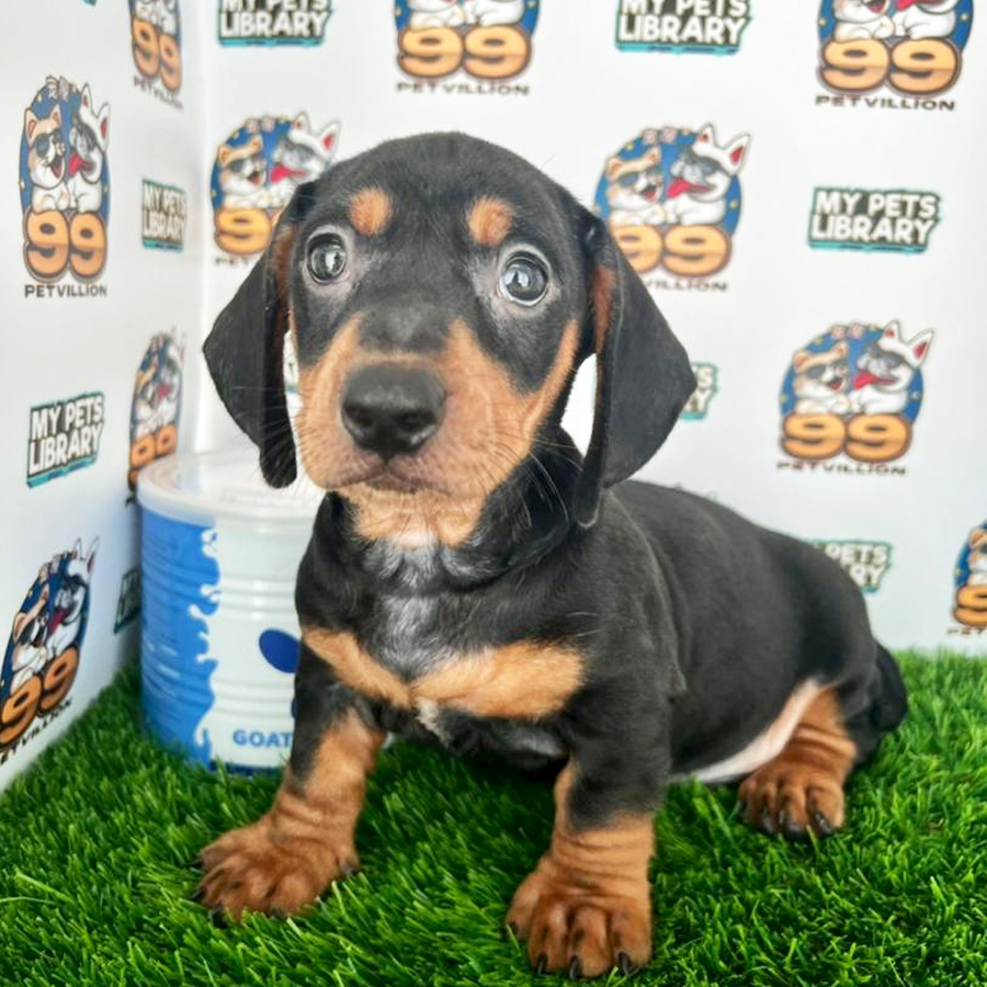 Mini Dachshund Puppy (Male) For Sale